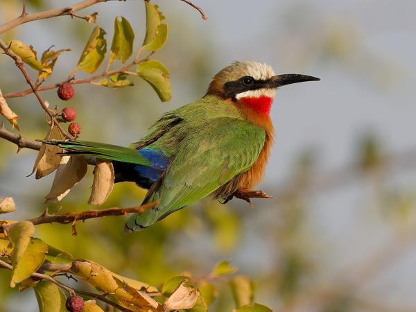 <h3><a href="/trips/safari/biota/animalia/chordata/aves/037 coraciiformes/006 meropidae/merops bullockoides/merops bullockoides-nl.html">Merops&nbsp;bullockoides</a> / White‑fronted&nbsp;bee‑eater / Witkapbijeneter</h3>OM-1 met OLYMPUS M.150-400mm F4.5, 1/2000 sec  bij F5.6, ISO 640, afstand 12.6&nbsp;m